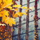 Illustration for article titled 611 Reasons Fall Is the Most Beautiful Season of All
